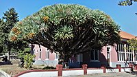 A large dragon's blood tree in Amadora, Portugal