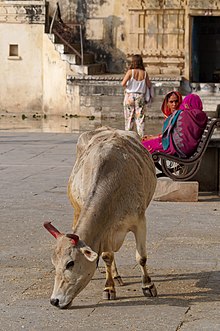 Cow in Udaipur, 2019 20191207 Krowa nad Jeziorem Pichola w Udajpurze 1509 7245 DxO.jpg