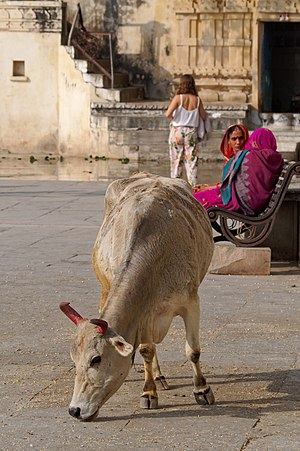 Dairy In India