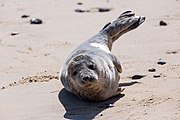 Seals at Horsey Dunes in Norfolk, United Kingdom.