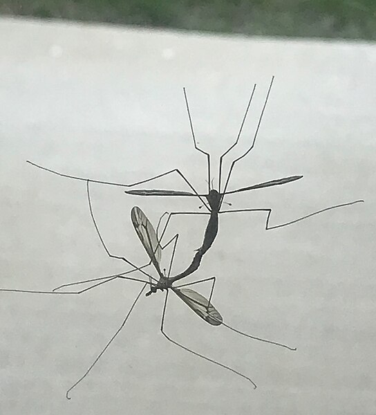 File:20210621 Tipulidae (crane flies) on window, mating - Maryland, US.jpg