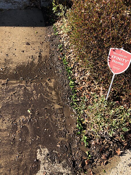 File:2022-11-22 10 56 31 A row of freshly planted Pachysandra terminalis cuttings (with bulbs underneath) in a yard along Aquetong Lane in the Mountainview section of Ewing Township, Mercer County, New Jersey.jpg