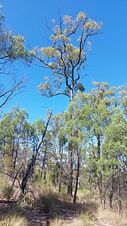 <i>Eucalyptus virens</i> Species of eucalyptus