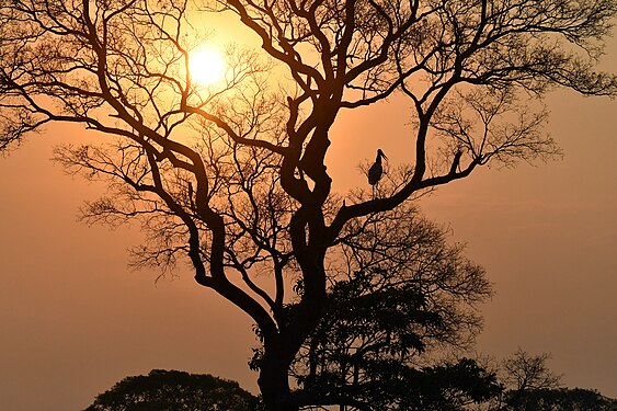 Ein Jabiru im Pantanal, Brasilien