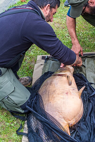 File:2 fishermen with unidentified fish on Bled in 2014 (18704324104).jpg