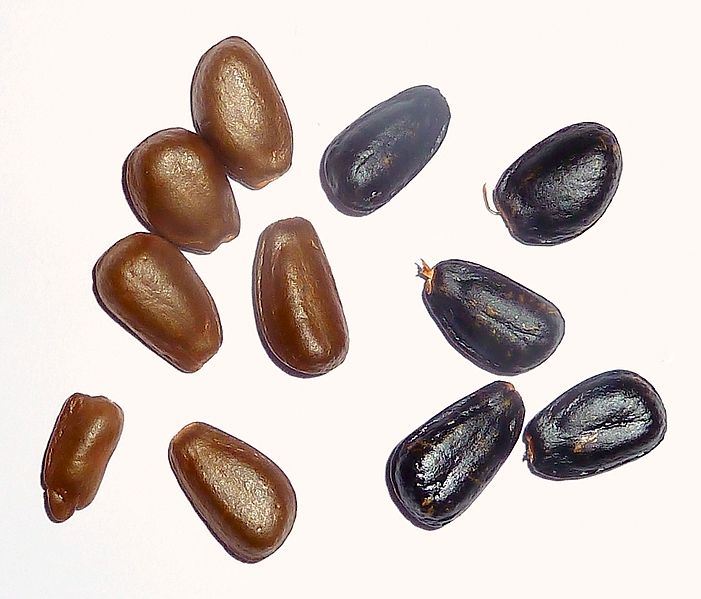 File:A. cherimola-seeds-2.jpg