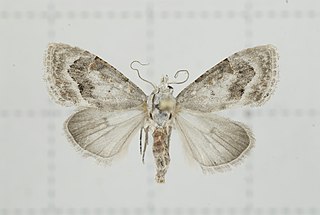 <i>Nola fasciata</i> Species of moth