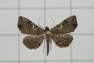 <i>Rhesala imparata</i> Species of moth