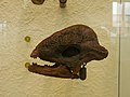 Skull cast of Stegoceras validum, AMNH 1685