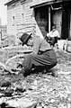 A Wolastoqiyik (Maliseet) man making a toboggan, Tobique, New Brunswick Un Wolastoqiyik (Malécite) fabrique un toboggan, Tobique (Nouveau-Brunswick) (49165287581).jpg
