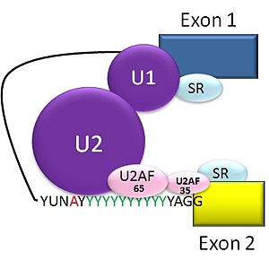 Alternative Splicing