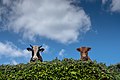 Image 114A pair of curious cows (Bos tarurus) peeking over a hedge, Vila Nova, Terceira Island, Azores, Portugal