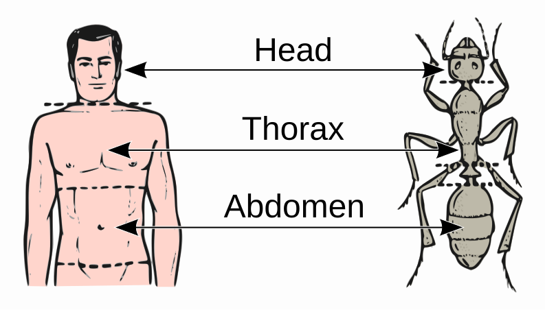 Fájl:Abdomen-head-thorax-en.svg