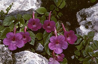 <i>Achimenes grandiflora</i> Species of flowering plant