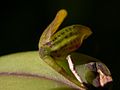 Acianthera melachila