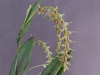 Acianthera montana