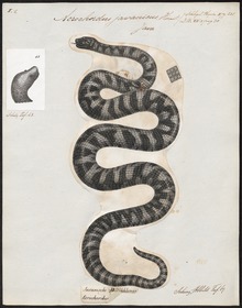 Acrochordus javanicus - 1700-1880 - Print - Iconographia Zoologica - Special Collections University of Amsterdam - UBA01 IZ11900001.tif