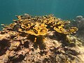 Acropora palmata 01 Pickles Reef 20230713.jpg