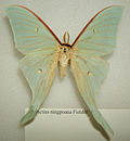 Miniatura para Actias ningpoana