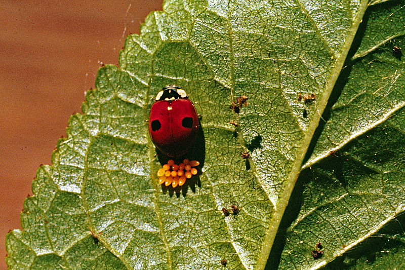 File:Adalia bipunctata 1475024.jpg