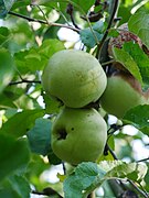 Früchte im Baum