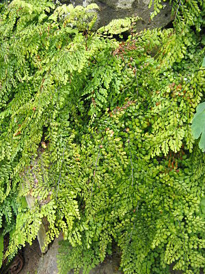 Adiantum venustum.jpg