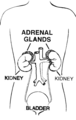 Adrenal gland (PSF).png