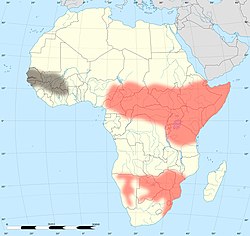 Área de distribución en rojo (el área en marrón no es concluyente)