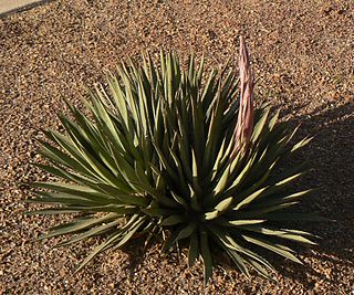 <i>Agave</i> × <i>arizonica</i> Species of flowering plant