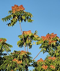 A. altissima, gudaträd