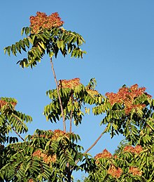 ট্রি অফ হেভেন Ailanthus altissima