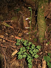 花がつぼみのもの。総苞は狭筒型、総苞片は多列あって覆瓦状に並ぶ。