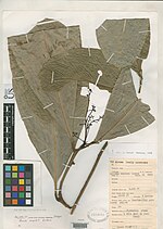 Miniatura para Aiouea angulata