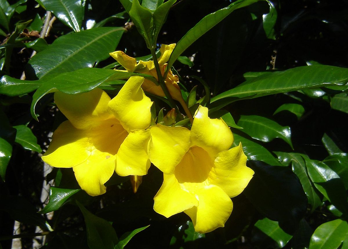 Allamanda  Wikip dia