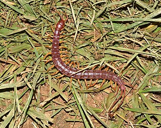 <i>Alipes</i> (centipede) Genus of centipedes