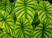 Alocasia cuprea.jpg