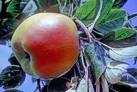 American Grindling on tree, National Fruit Collection (acc. 1943-019) .jpg