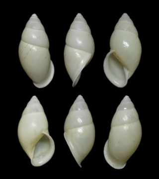 <i>Amphidromus sekincauensis</i> Species of mollusc