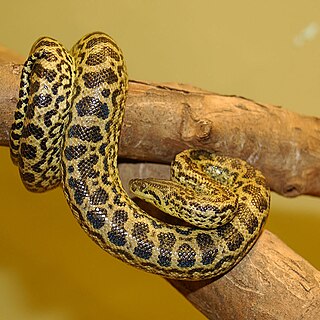 <span class="mw-page-title-main">Yellow anaconda</span> Species of reptile