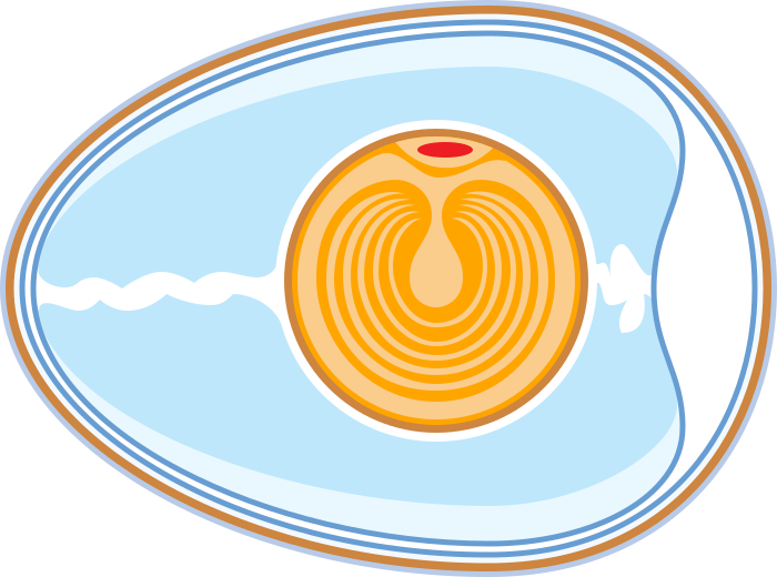 File:Anatomy of an egg unlabeled horizontal.svg