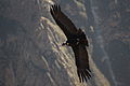 Andean Condor in full flight.JPG