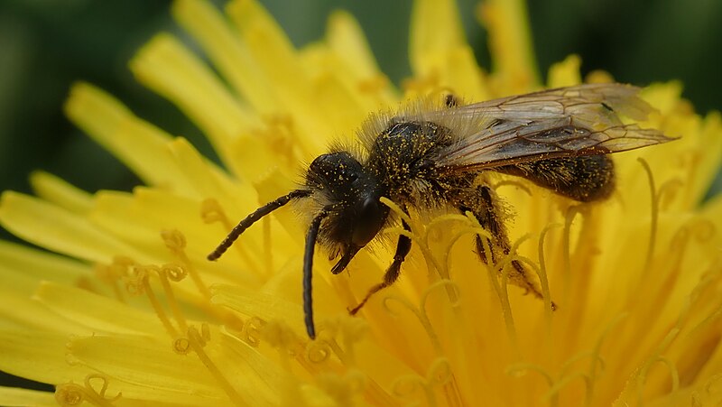 File:Andrena - Buckinghamshire.jpg