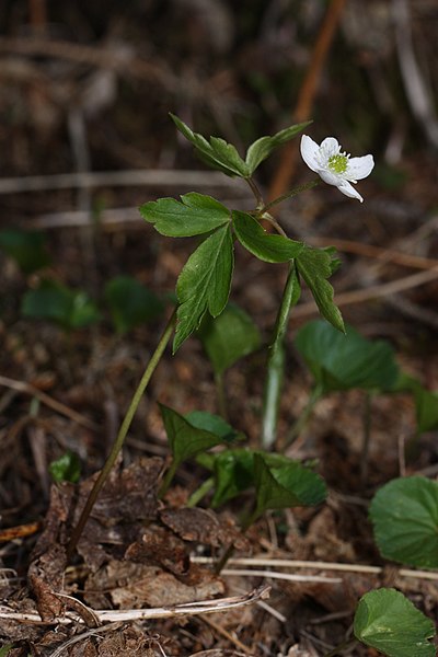 File:Anemone lyallii 2062.JPG