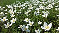 Anemone sylvestris; Alte Schanzen, Vienna-Floridsdorf; on semi dry grassland