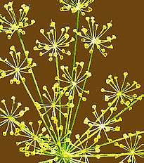 Dill (Anethum graveolens)