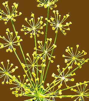 Pflanze Dill: Beschreibung und Ökologie, Verbreitung, Taxonomie und Systematik