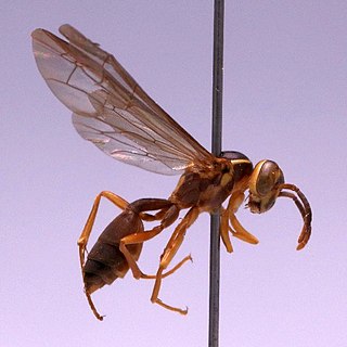 <i>Angiopolybia pallens</i> Species of wasp