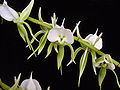 Angraecum eburneum