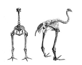 Скелет Anomalopteryx didiformis