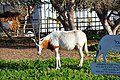 Antelopes in Ashdod - panoramio (3).jpg